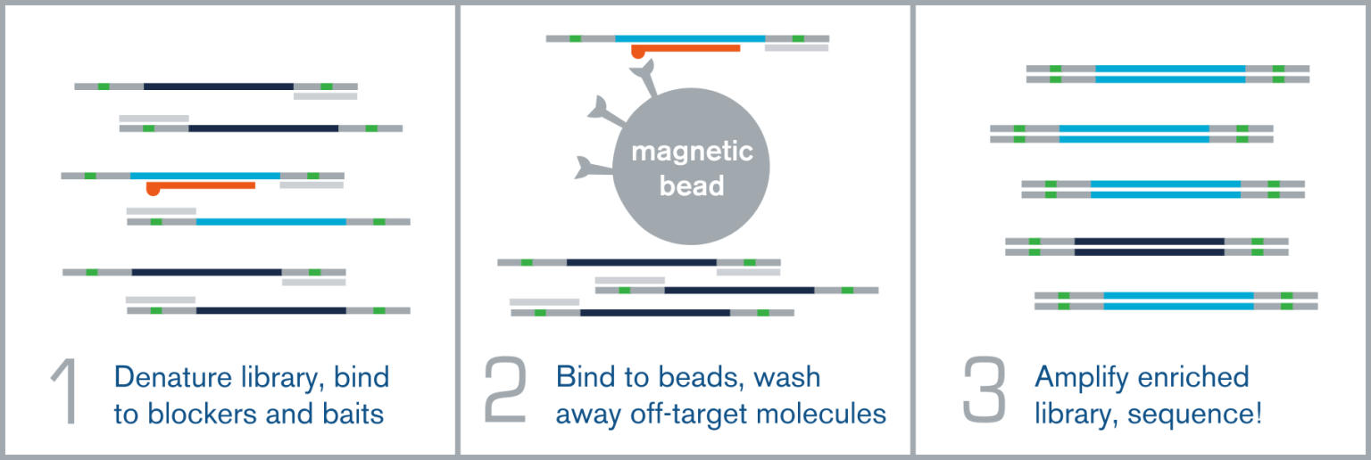 Start Your Targeted NGS Project With Our Predesigned Kits