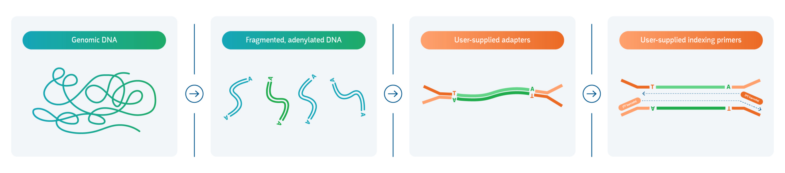 The general workflow for DNA library preparation.