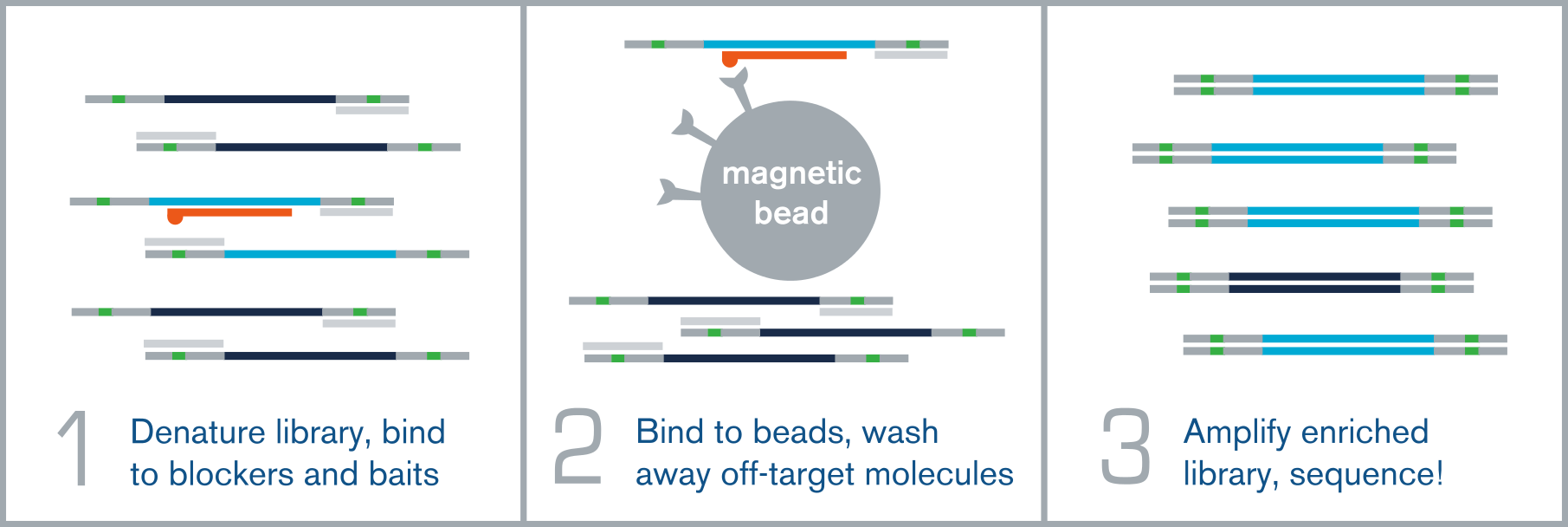 An illustration of the three main phases of the hybridization workflow.